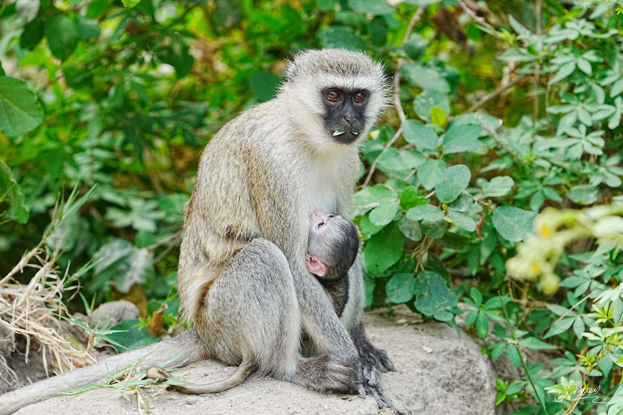 Vervet Monkey, Lake Manyara National Park, Tanzania