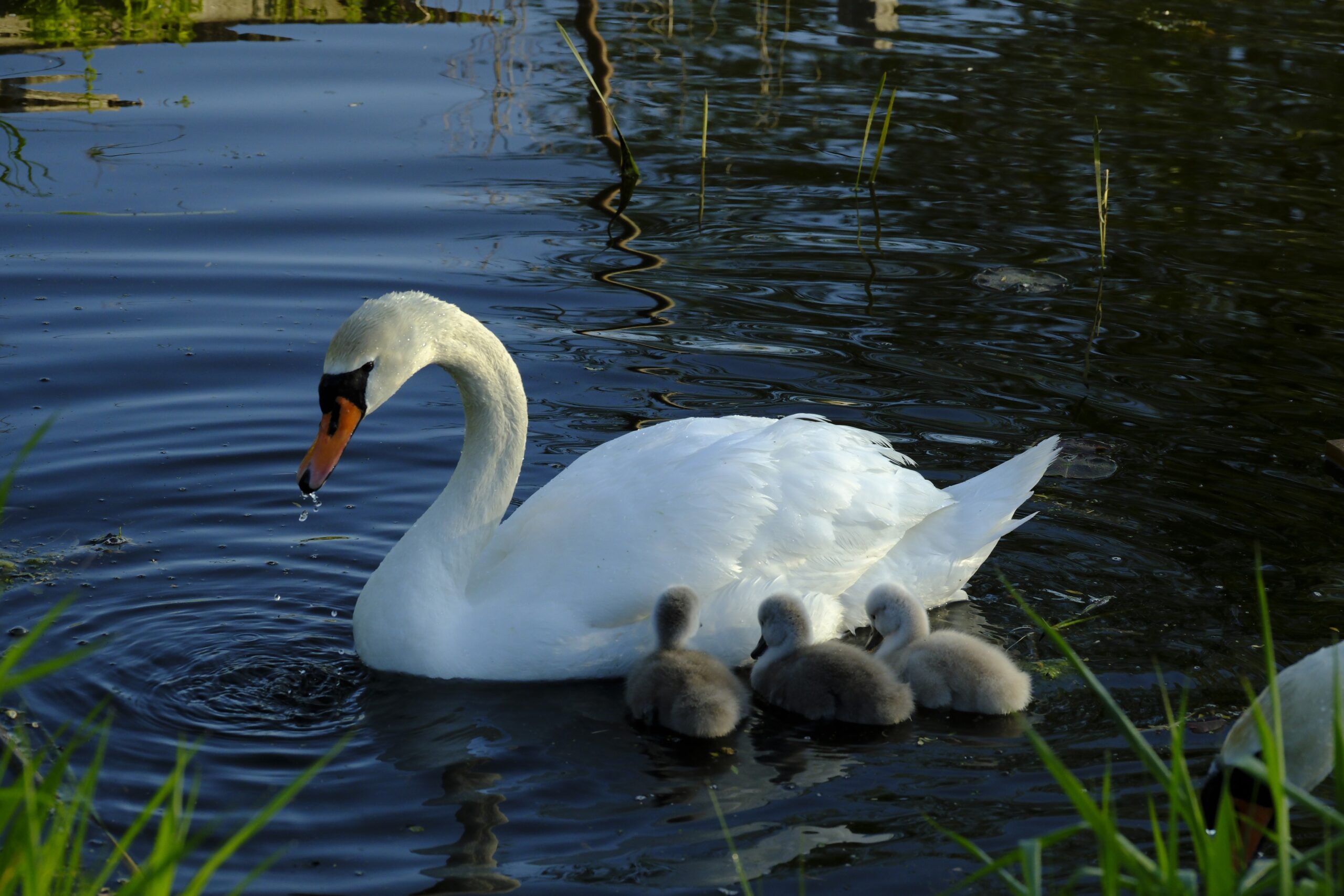 Copy of 7.YL_Grace_in_Service